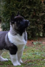 AMERICKÁ AKITA šteniatka s PP