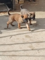 Belgický ovčiak Malinois šteniatka