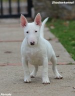 Male Minnie bull terrier puppy