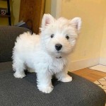 Scottish terrier puppies for sale