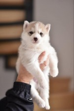 Šteniatka sibírskeho huskyho na predaj
