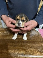 Beagle Šteniatka na predaj