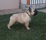 French bulldog