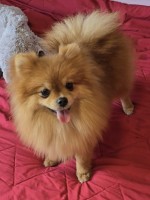 Premium pomeranians of BOO SALE ACTION
