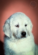 Golden Retriever Šteniatka