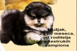 pomeranský špic šteniatka