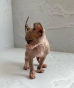 sphynx mačiatka sú k dispozícii na adopciu