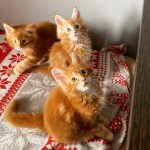 Roztomilé mačiatka Maine Coon