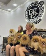 Šteniatka pomeranského špica