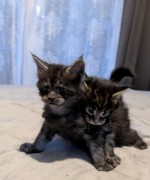 rozkošné mačiatka maine coon