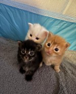 Maine Coon Mačiatka na adopciu
