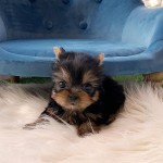 Šteniatka Yorkshirského teriéra na adopciu