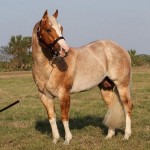 8 ročný kôň Valach Palomino na predaj