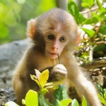 Roztomilé malé kapucínske opice na adopciu