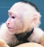 Kapucínske opice na adopciu do nového domova