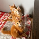 Pisicuțe frumoase Maine Coon