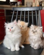 Pisicuțe drăguțe și drăguțe crescute acasă Ragdoll.