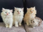 Pisicuțe drăguțe și drăguțe crescute acasă Ragdoll.
