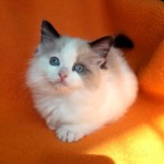 Domáce mačiatka Ragdoll na adopciu