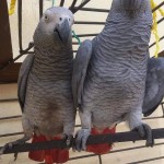 Africké papagáje šedé na adopciu