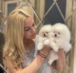 Krásne šteniatko pomeranian.