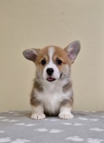Šteniatka Welsh Corgi Pembroke