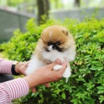 Dostupné šteniatka čistokrvných pomeranianov