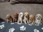 Miniature Poodles for sale