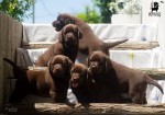 Labrador retriever puppies.