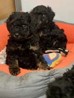 Toy Poodle Black & Tan Pedigree