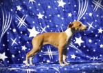 Whippet puppies available