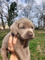 Silver labradors