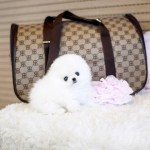 Predám nádherné biele šteniatka pomeranianských šteniatok