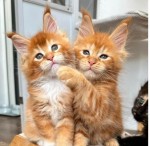 Maine Coon Mačiatka na adopciu
