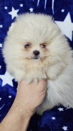 Pomeranian Boo Puppies.