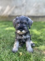 Miniature schnauzers on offer