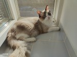Predám Ragdoll mačku 