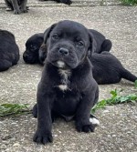 Cane Corso puppies