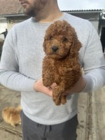 Mini red poodles!