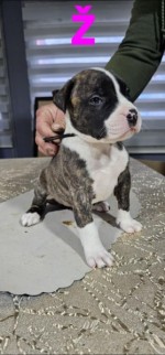 Pit blue is worn by Puppies