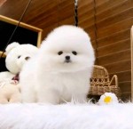 Adorable Pomeranian Puppies for Sale