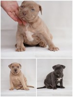 Exotic pit bull puppies for sale
