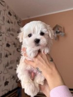 šteniatka Mini maltezáčika