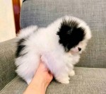 Pomeranian mini 