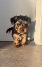 Yorkshirsky terrier, jorkšírsky teriér s PP