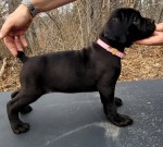 Cane corso
