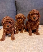 Pudel- pudle-poodle