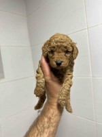 Toy apricot poodle!