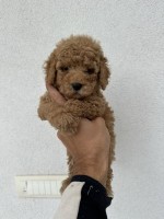 Mini Apricot Poodle!