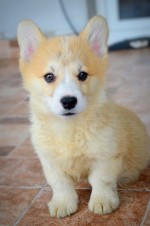 Šteniatka Welsh Corgi Pembroke